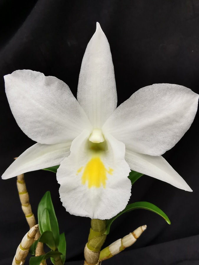 Dendrobium Judith Nakayama